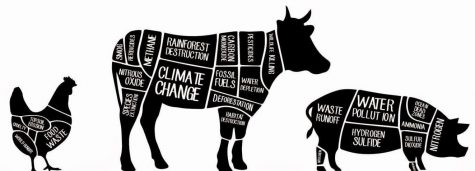 The Harmful Effects of the Meat and Dairy Industries