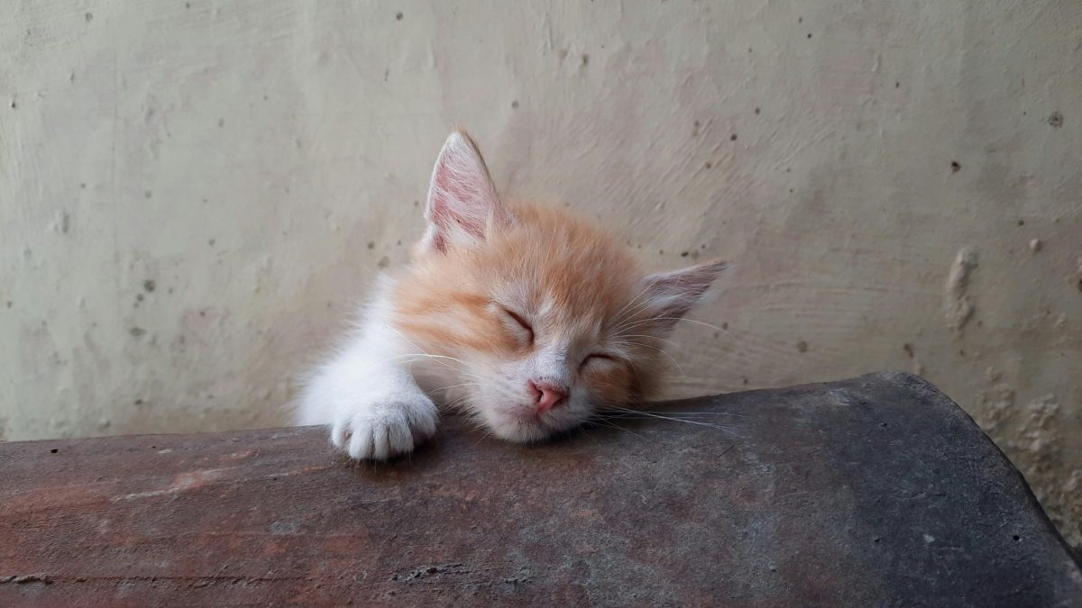 The Importance of Sleep
