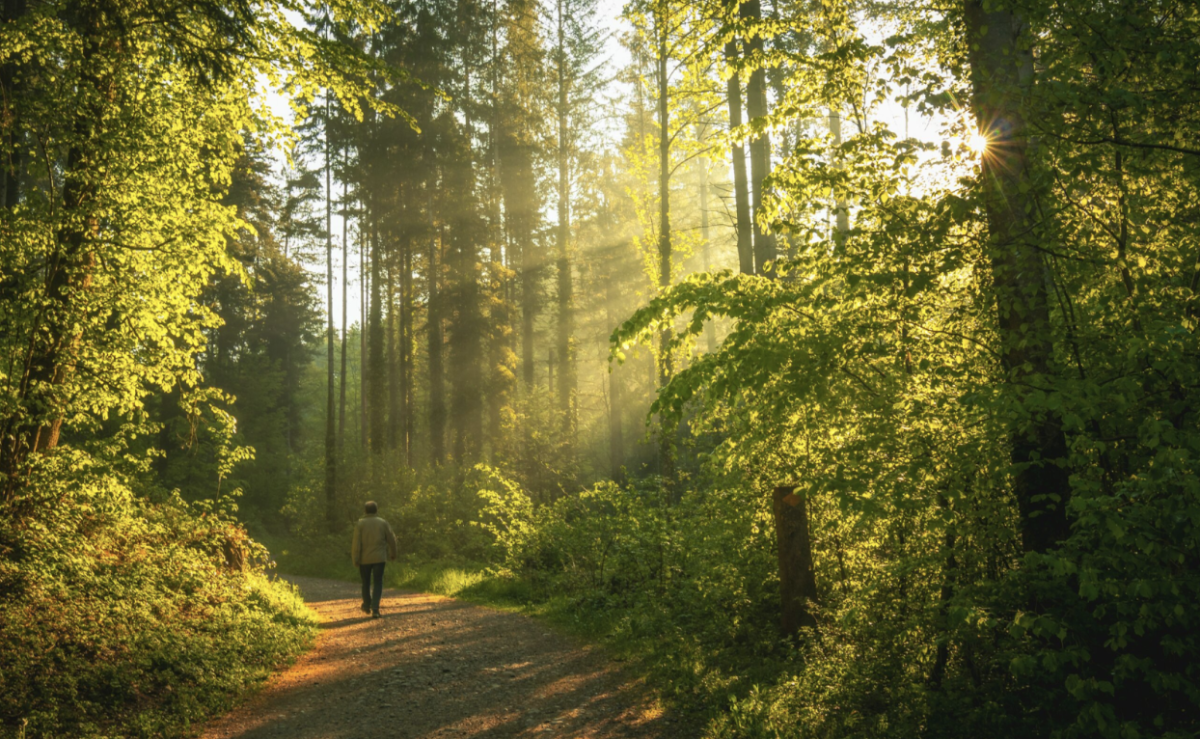 A forest. Image source: https://naturallybalanced.org/en/benefits-of-natural-walks/